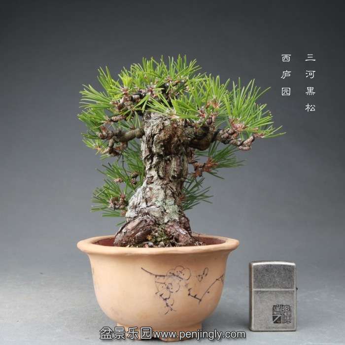 bonsai14121604.jpg