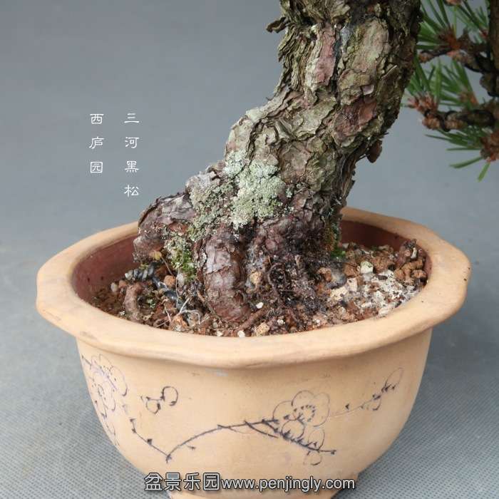 bonsai14121605.jpg