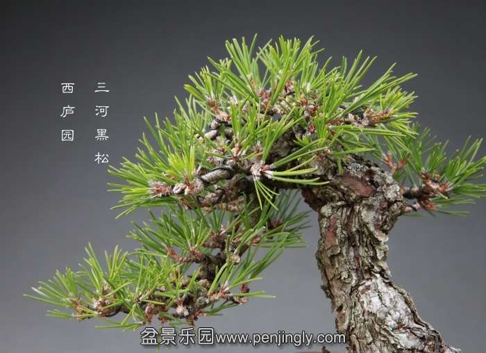 bonsai14121606.jpg