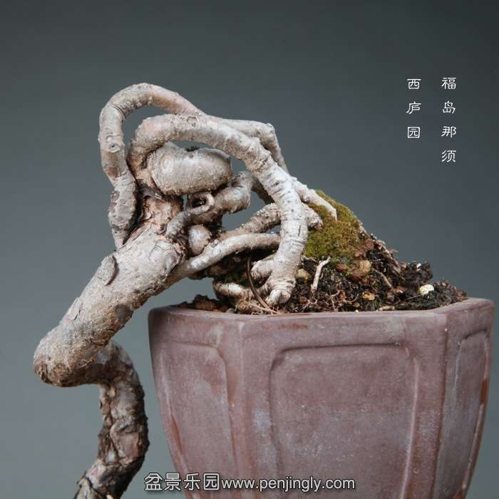 bonsai14121609.jpg