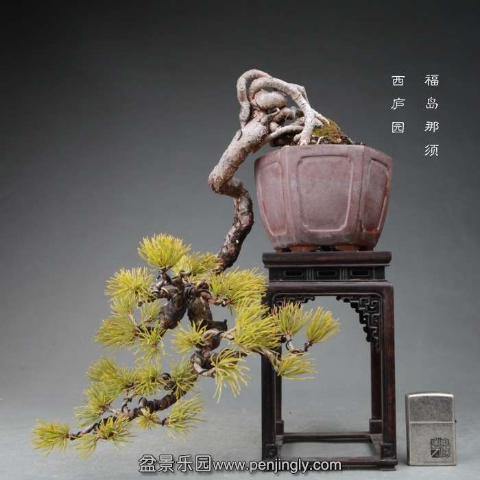 bonsai14121607.jpg