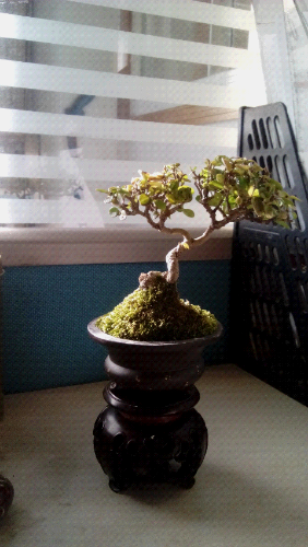IMG_20141217_082308.jpg