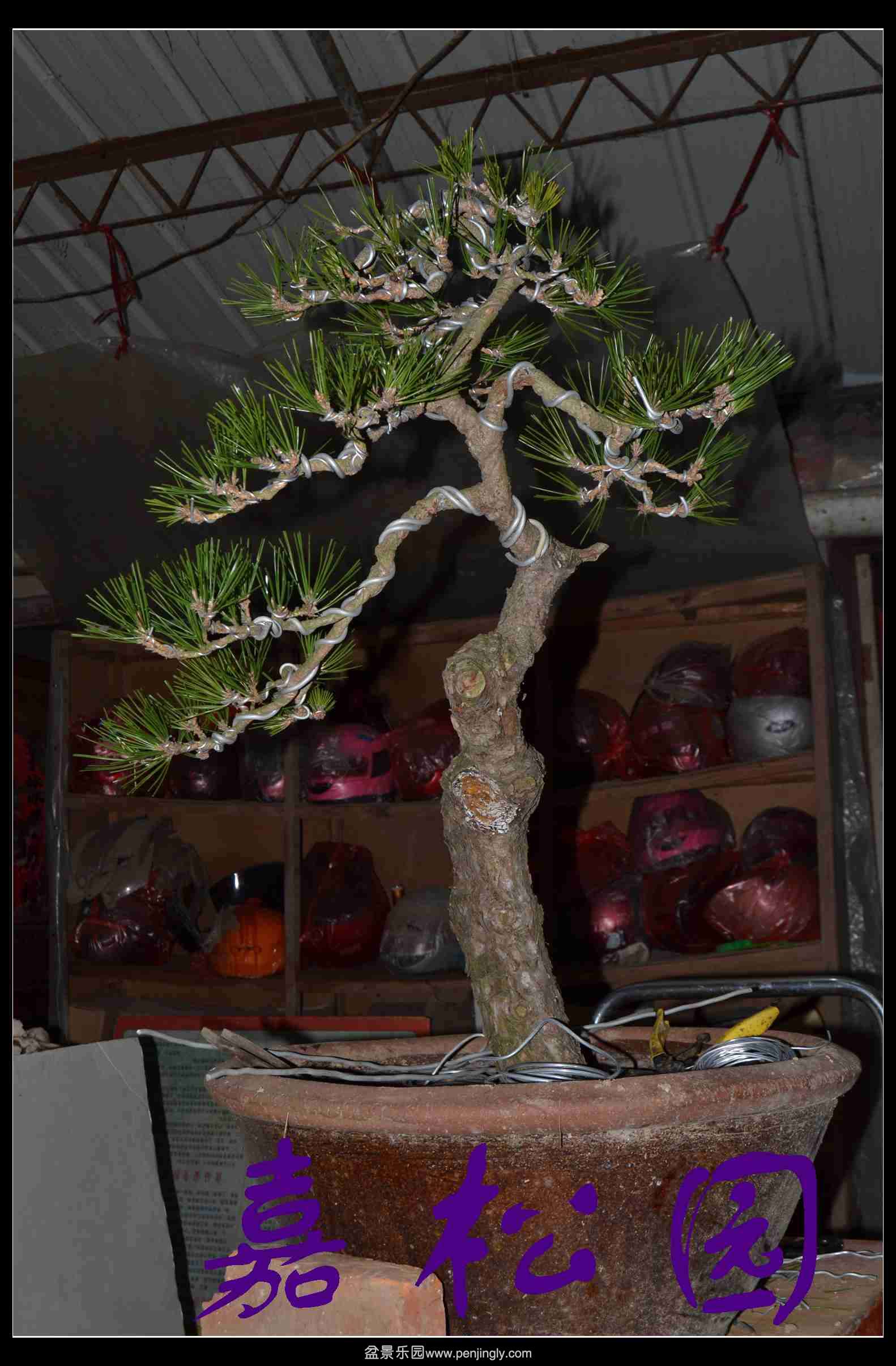 �߸˺��� 006.JPG