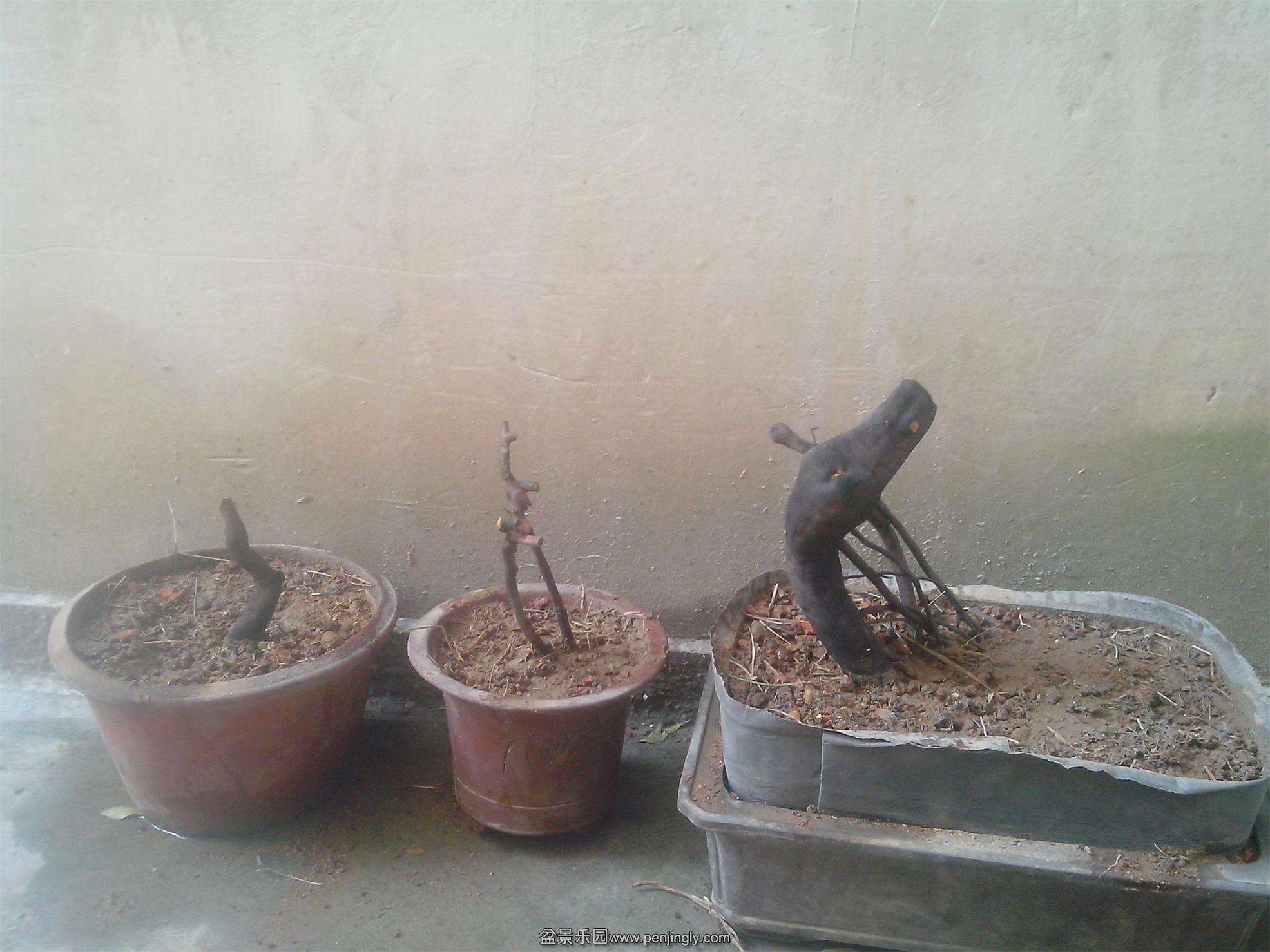IMG20141204006.jpg