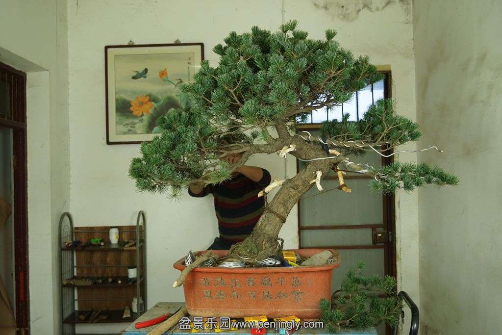 525.jpg