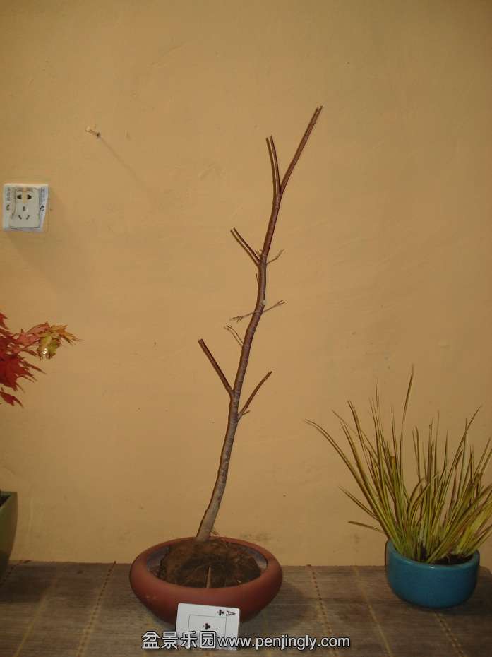 DSC01146.JPG