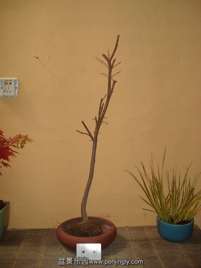 DSC01147.JPG