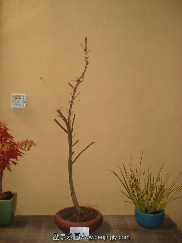 DSC01148.JPG