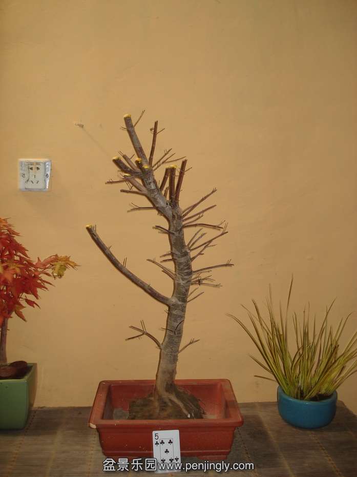 DSC01153.JPG