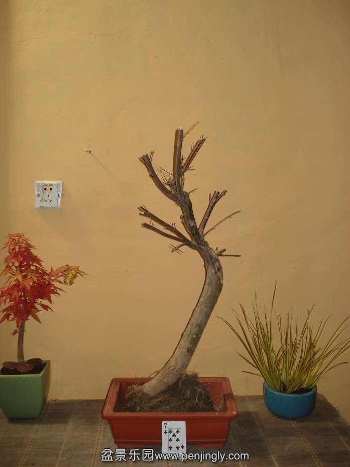 DSC01156.JPG