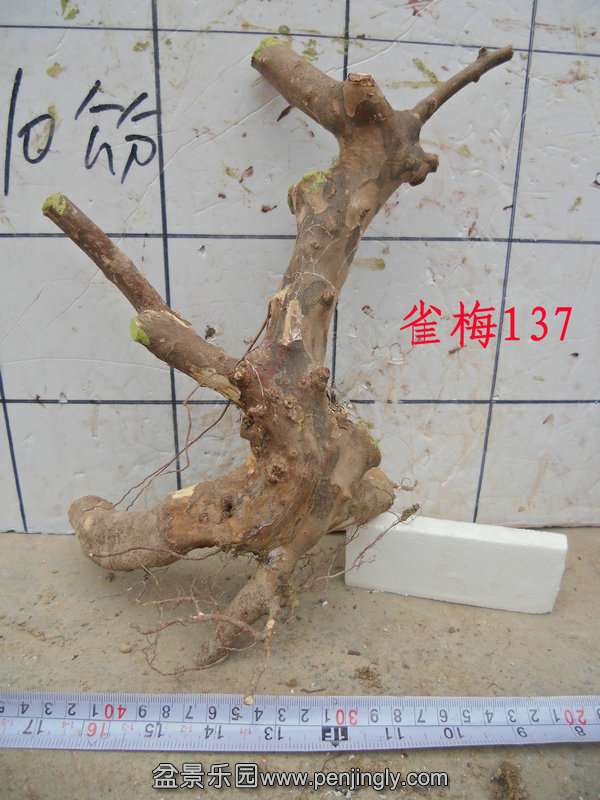 CIMG3257.JPG