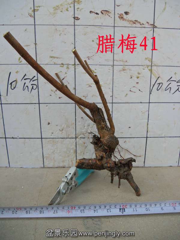 CIMG3267.JPG