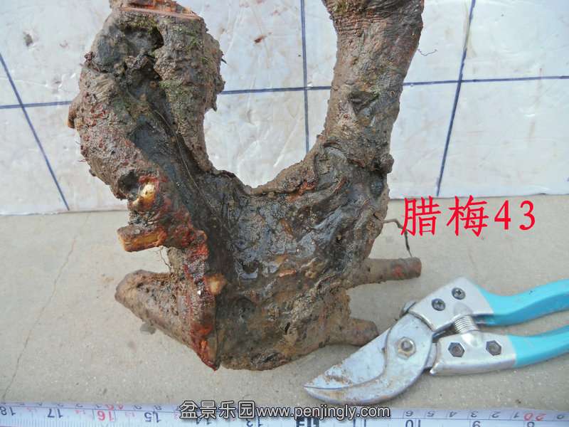 CIMG3270.JPG