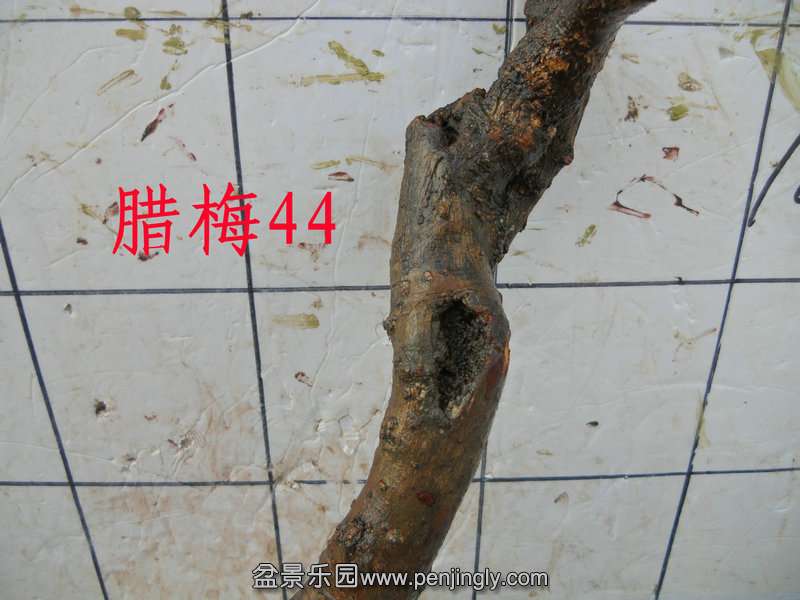 CIMG3273.JPG