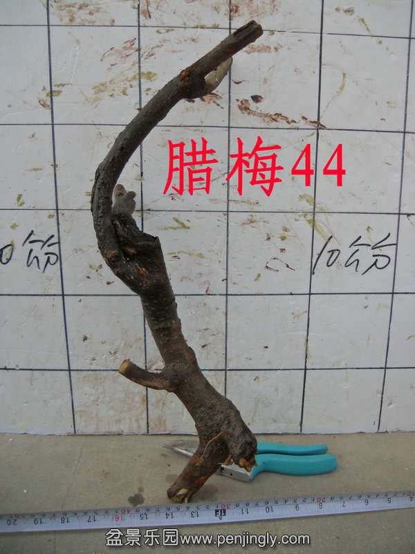 CIMG3274.JPG