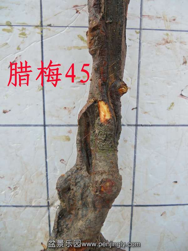 CIMG3276.JPG
