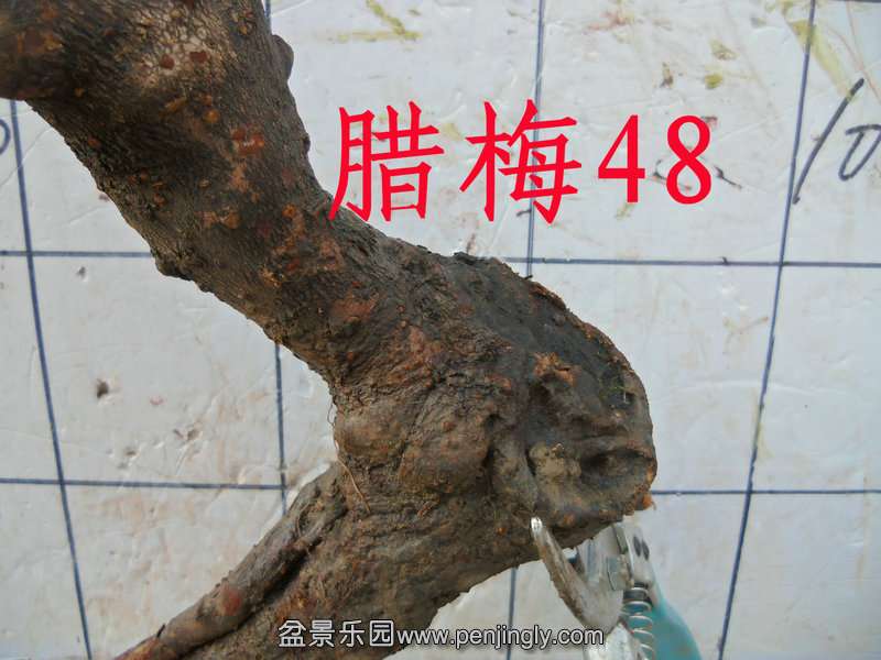 CIMG3285.JPG