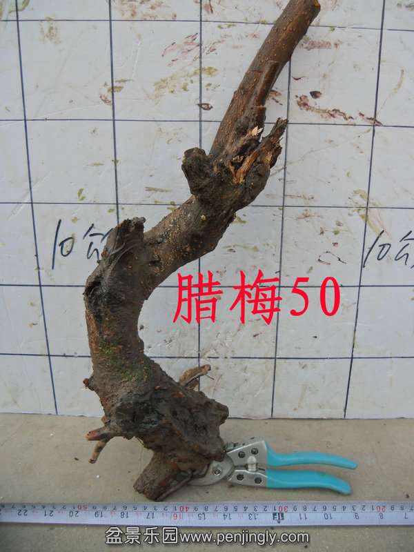 CIMG3290.JPG