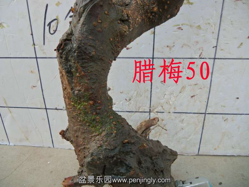 CIMG3291.JPG
