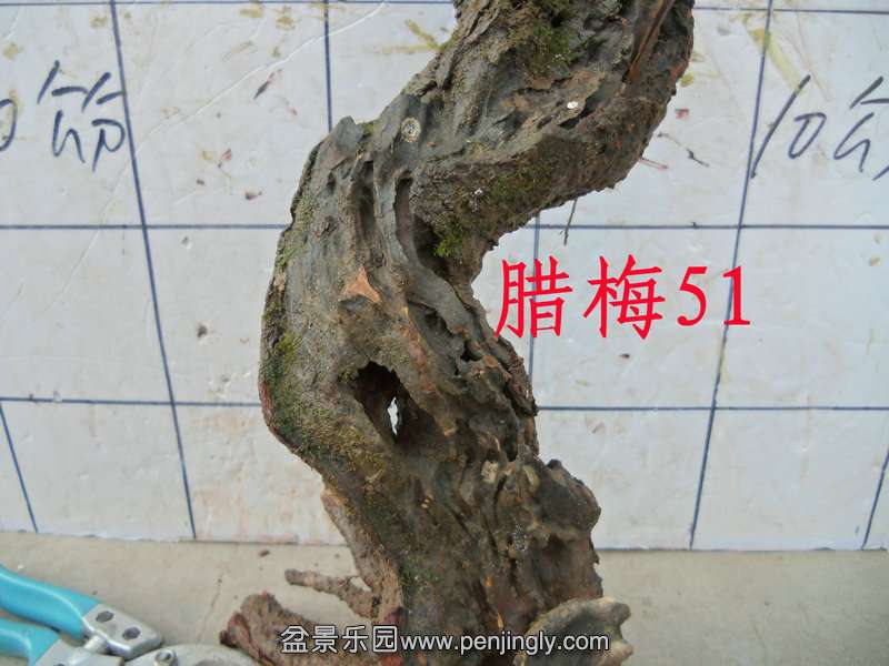 CIMG3294.JPG