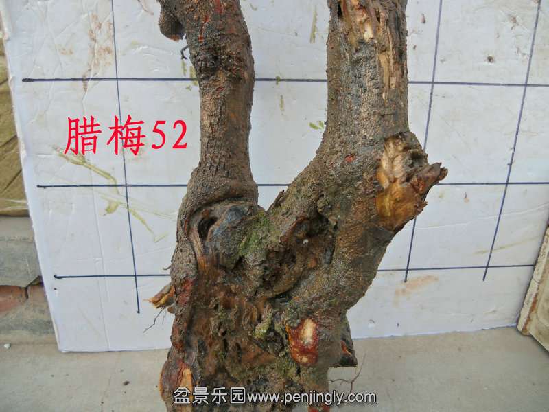 CIMG3297.JPG