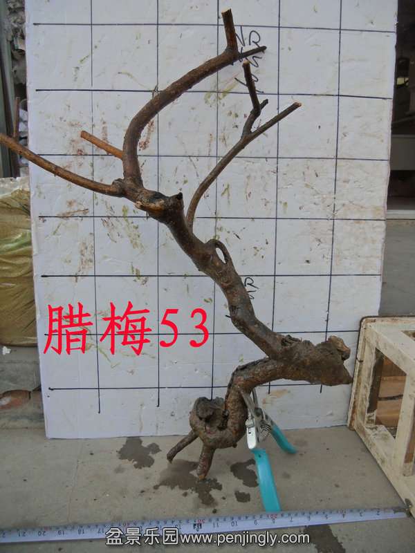 CIMG3302.JPG