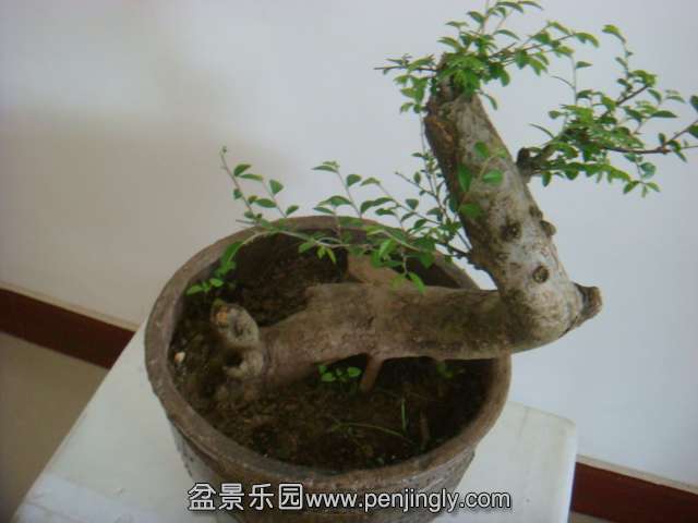 DSC02559.JPG