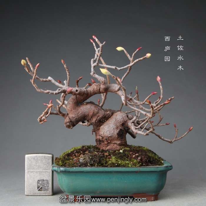 bonsai14122401.jpg