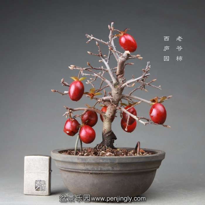 bonsai14122404.jpg