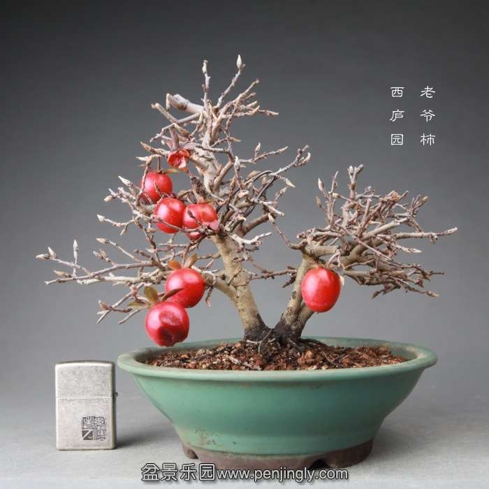 bonsai14122406.jpg