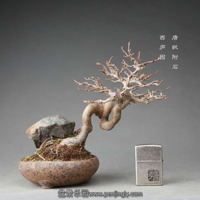 bonsai14122408.jpg