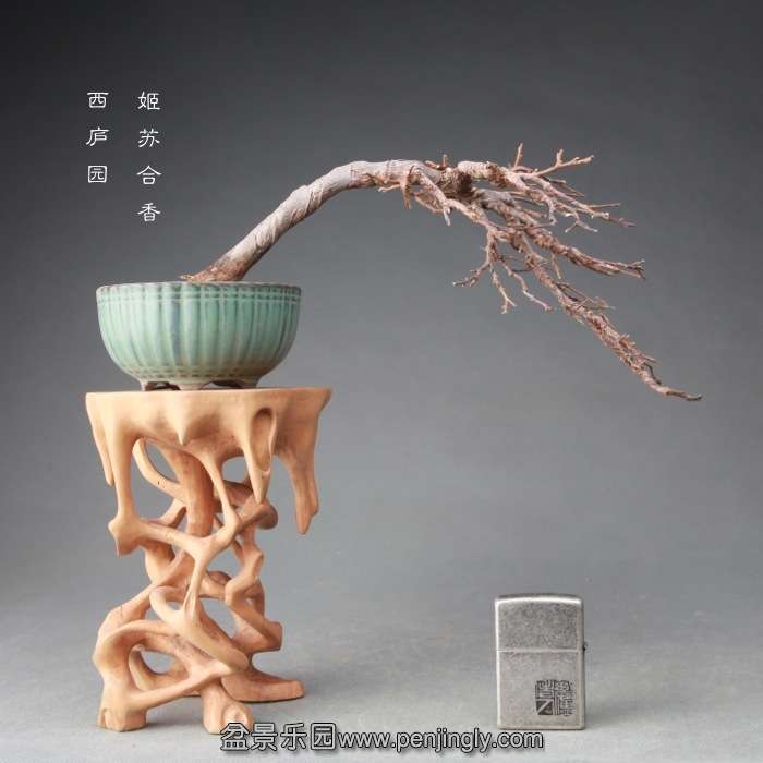 bonsai14122410.jpg
