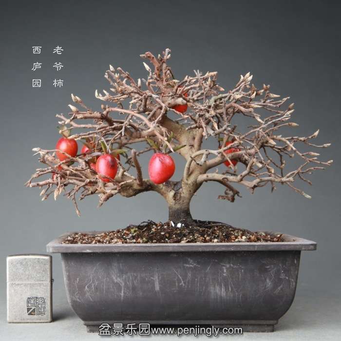 bonsai14122412.jpg