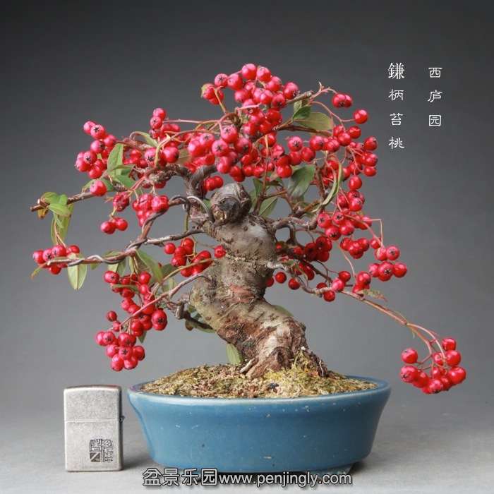 bonsai14122414.jpg