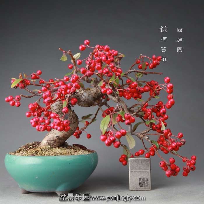 bonsai14122416.jpg