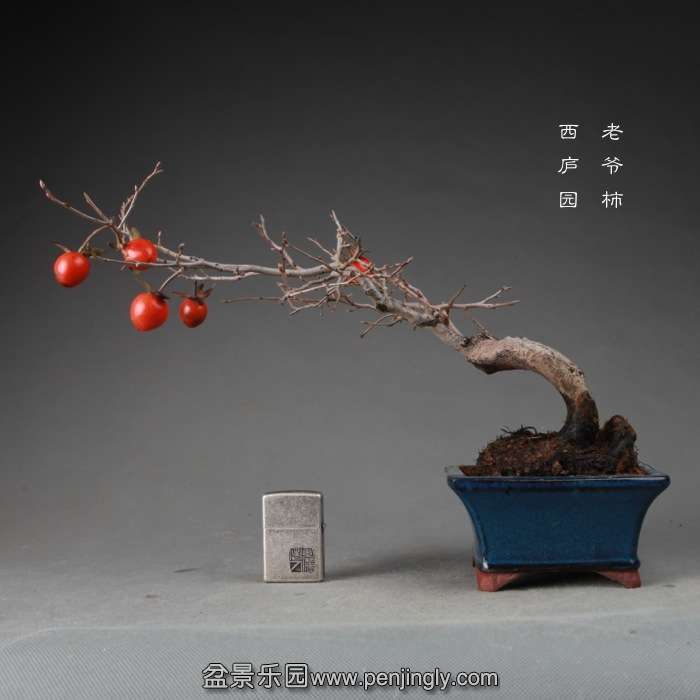 bonsai14122433.jpg