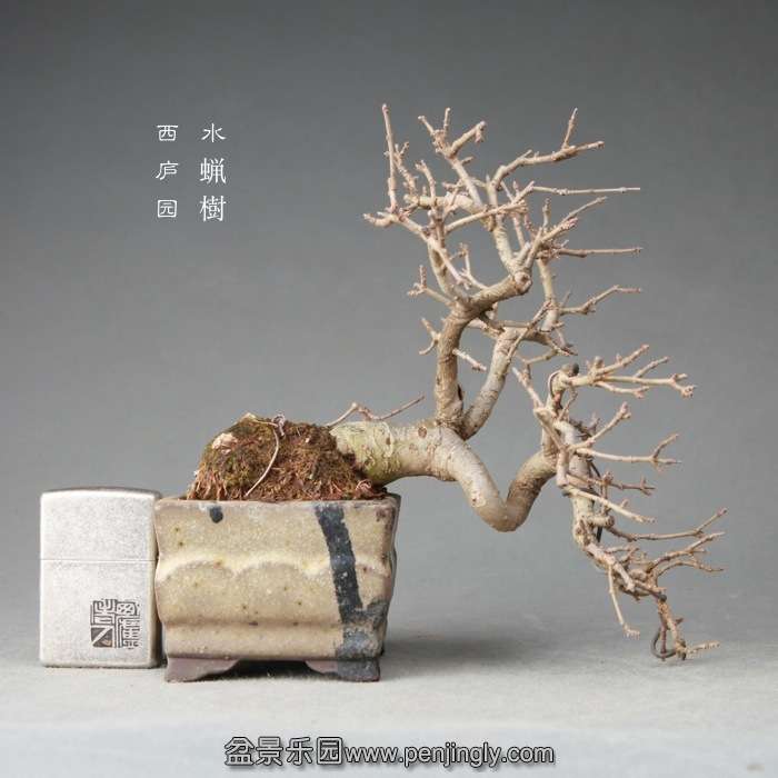 bonsai14122418.jpg