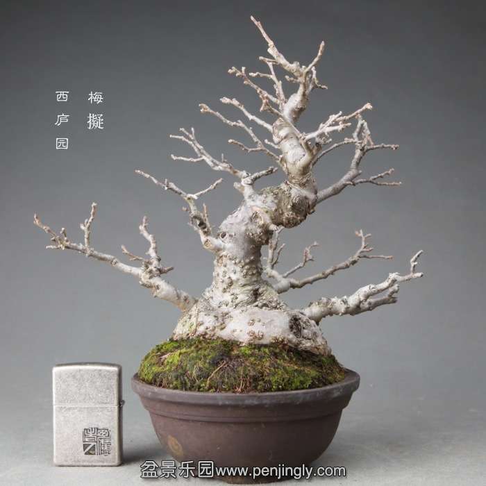 bonsai14122421.jpg