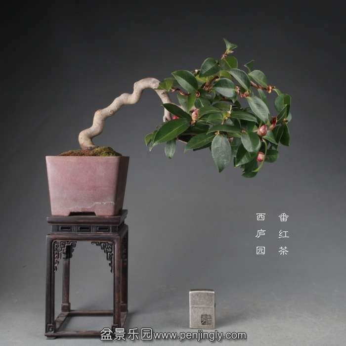 bonsai14122423.jpg