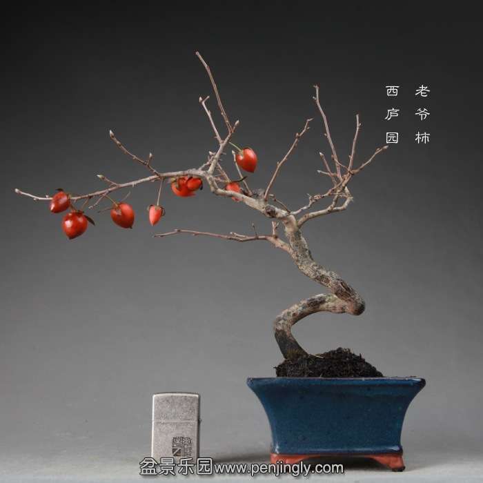 bonsai14122427.jpg