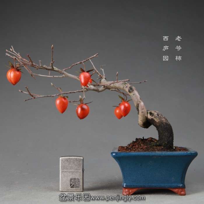 bonsai14122429.jpg