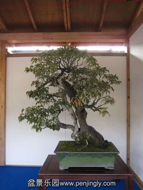 psb009.jpg