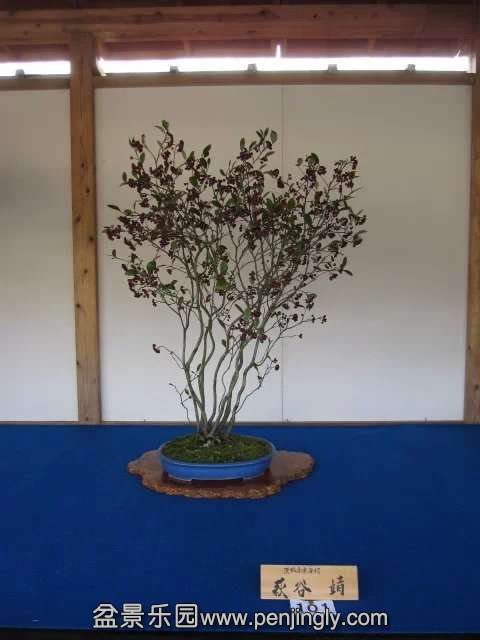 psb024.jpg