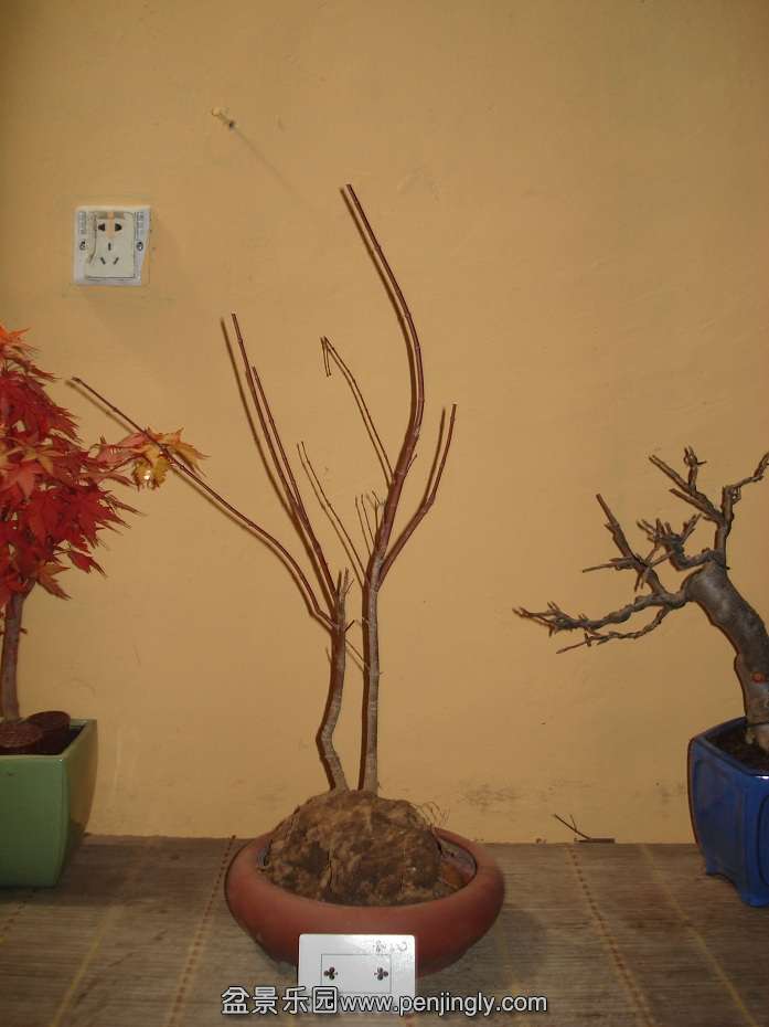 DSC01232.JPG