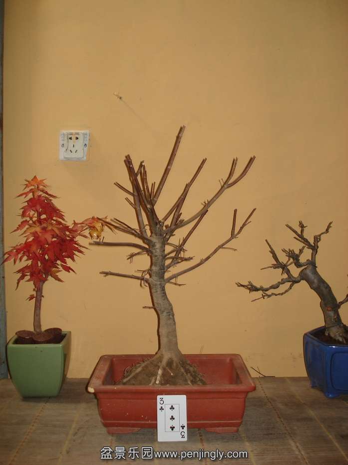 DSC01233.JPG