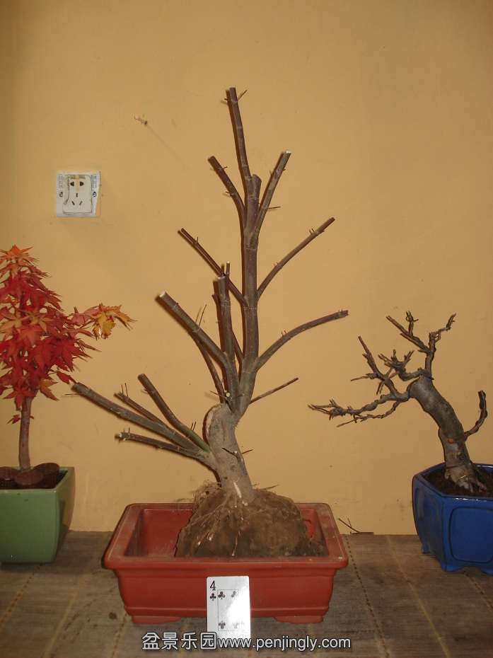 DSC01235.JPG