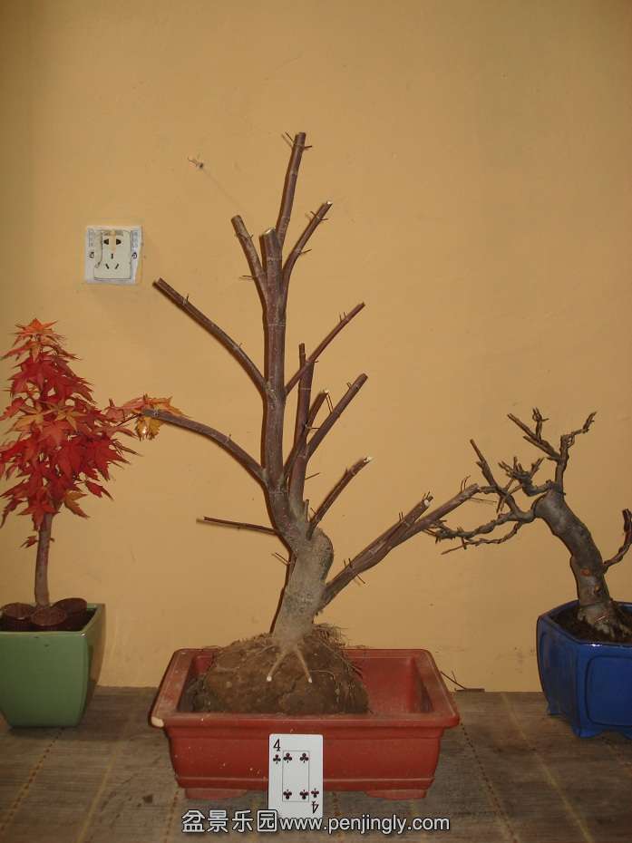 DSC01236.JPG