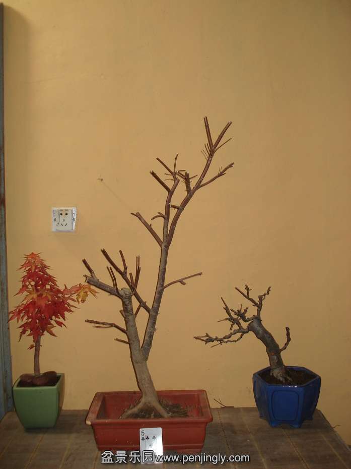 DSC01237.JPG