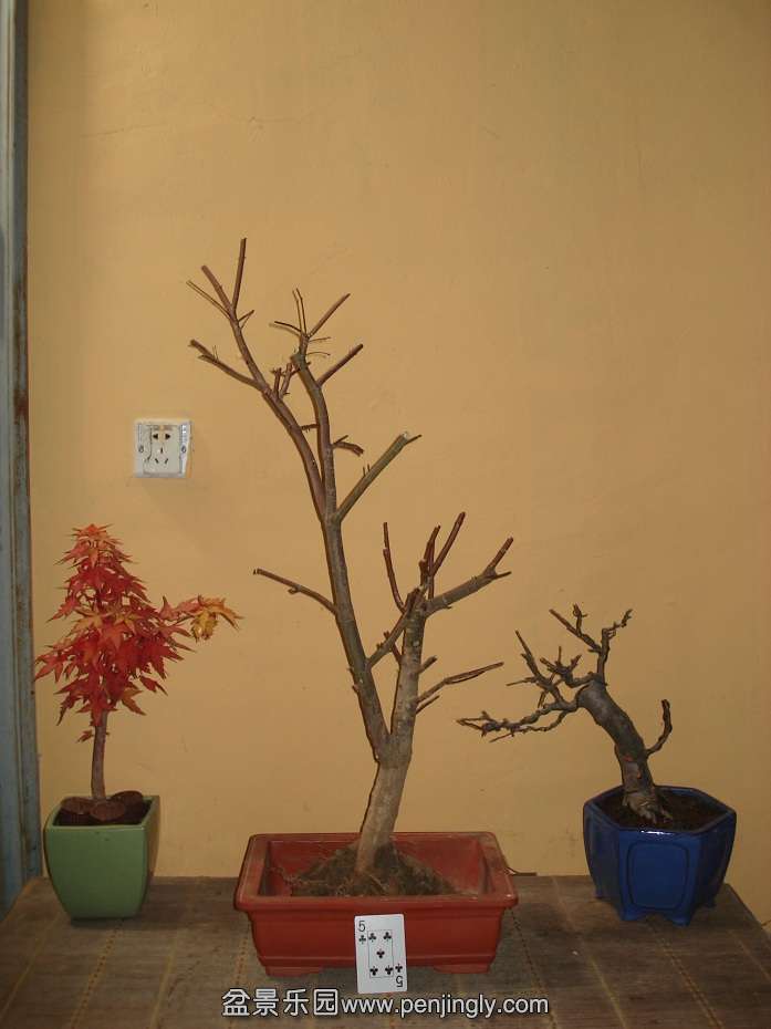 DSC01238.JPG
