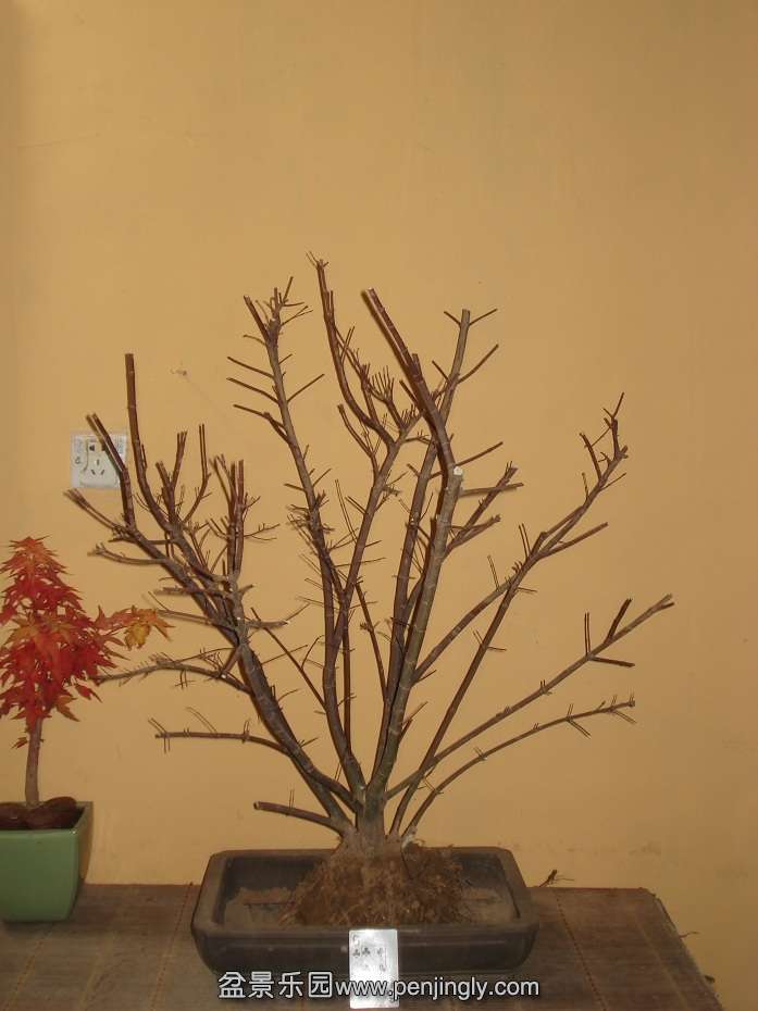 DSC01239.JPG